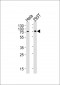 SNX1 Antibody (C-term)
